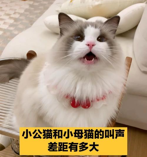 平板电脑关闭猫叫声的正确方法是什么？